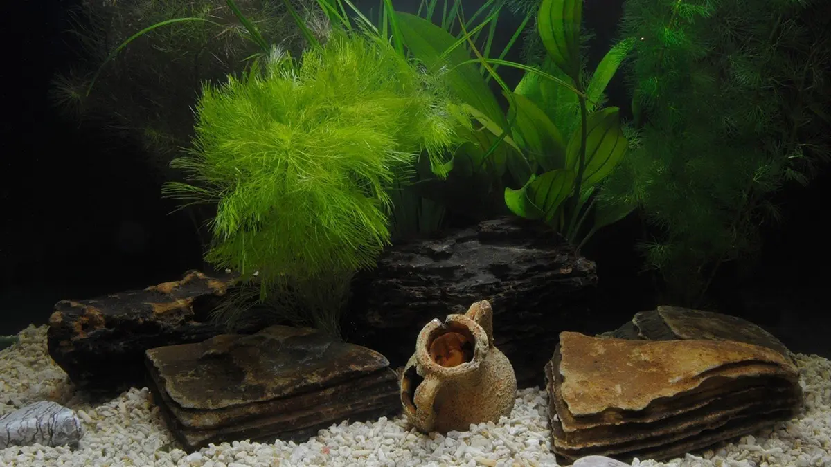 Global Aquatic image 1