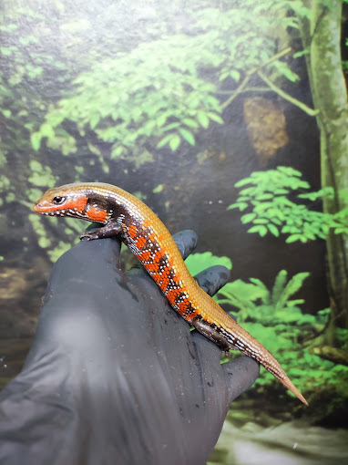 Beasties Pet Shop image 3