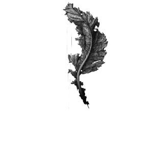 Raisa’s Sports Nutrition and Clinical Diet Center